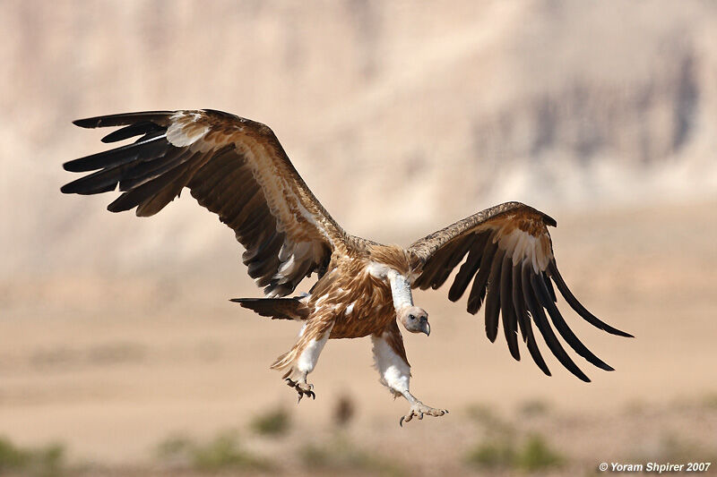 Griffon Vulture