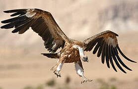 Griffon Vulture