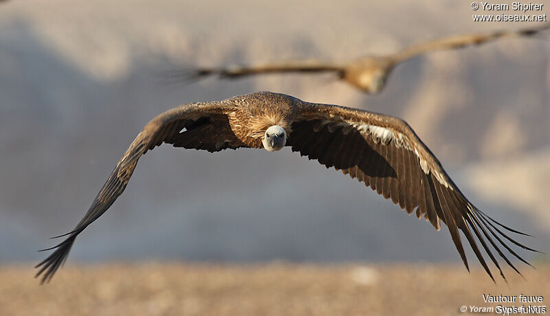 Griffon Vulture