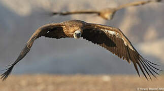 Griffon Vulture