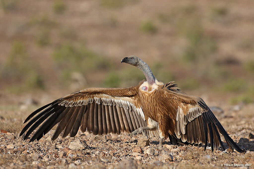 Griffon Vulture