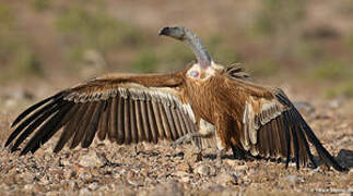 Griffon Vulture