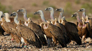 Griffon Vulture