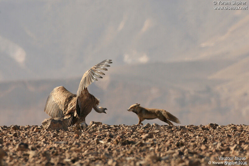 Griffon Vulture