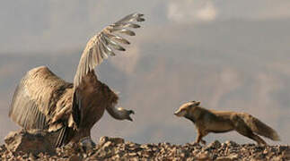 Griffon Vulture