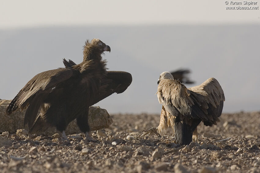 Cinereous Vulture