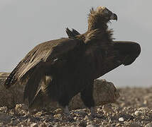 Cinereous Vulture