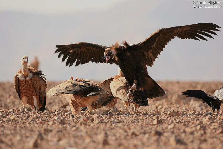 Cinereous Vulture