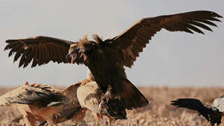 Cinereous Vulture