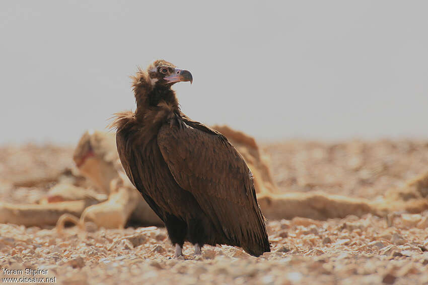 Cinereous Vulture