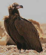 Cinereous Vulture