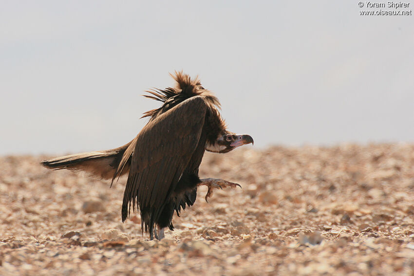 Cinereous Vulture