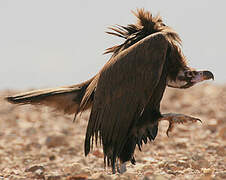 Cinereous Vulture