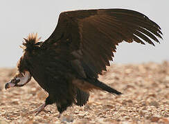 Cinereous Vulture