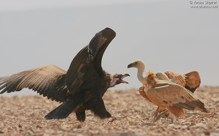 Cinereous Vulture