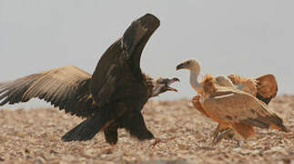 Cinereous Vulture