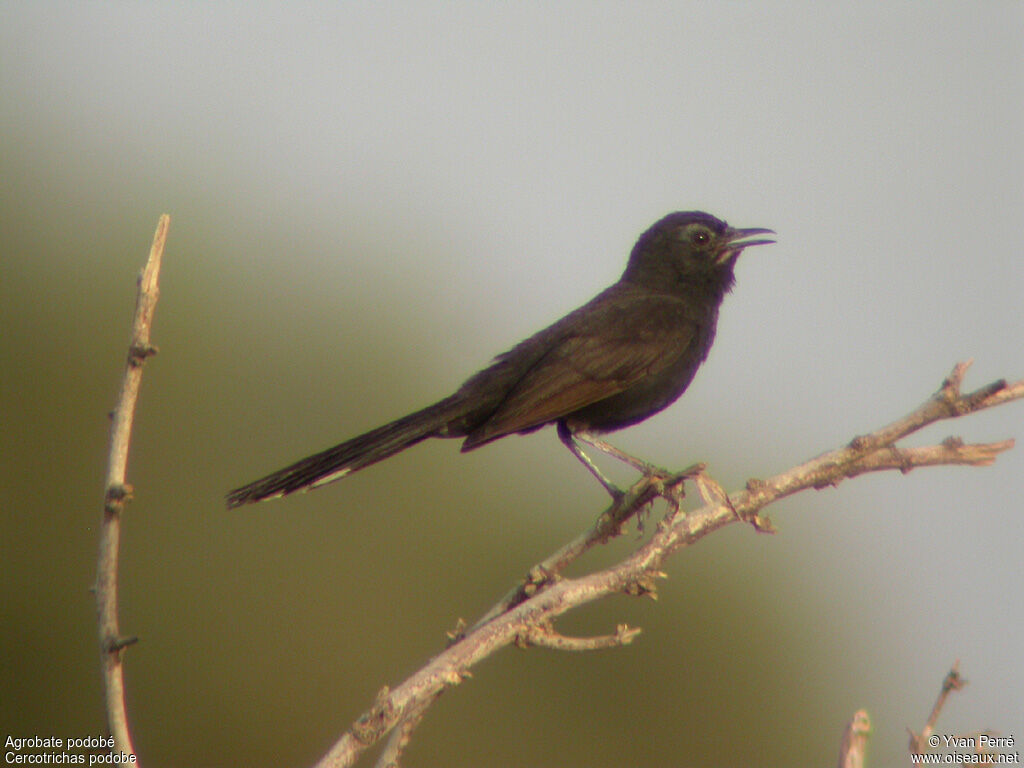 Black Scrub Robin male adult