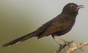 Black Scrub Robin