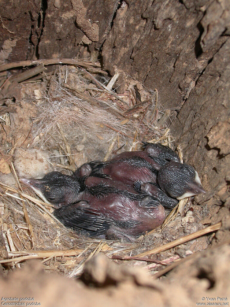 Black Scrub Robinjuvenile