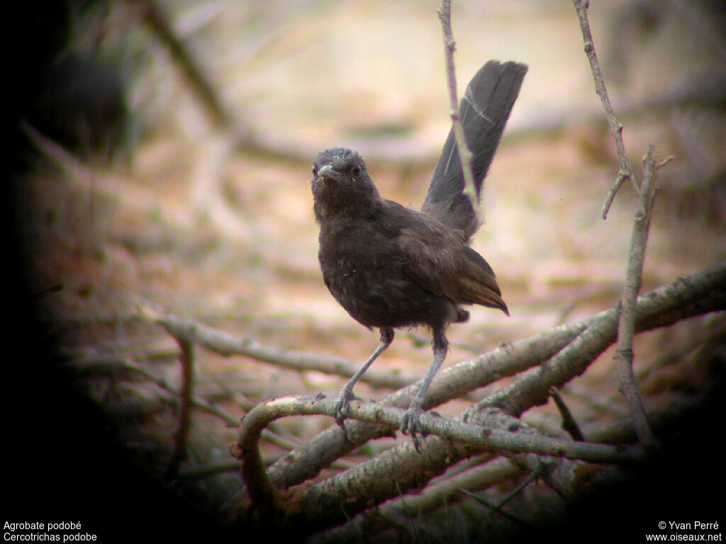 Black Scrub Robin