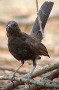 Black Scrub Robin