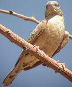 Cut-throat Finch