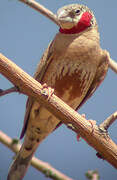 Cut-throat Finch