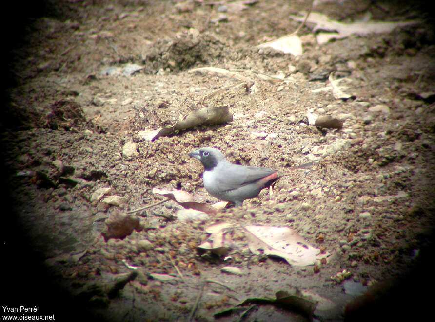 Black-faced Firefinch male adult