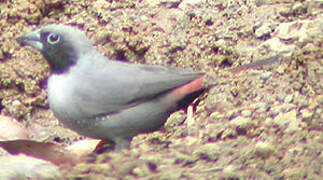 Black-faced Firefinch