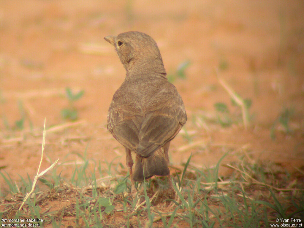 Desert Larkadult