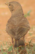 Desert Lark