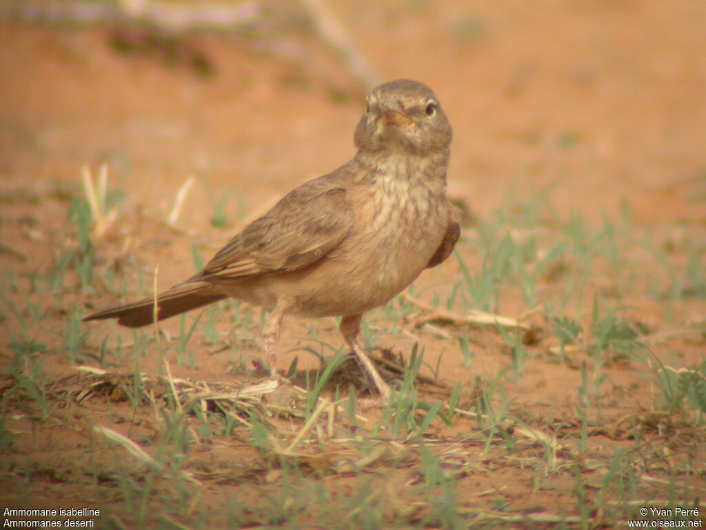 Desert Larkadult