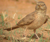 Desert Lark