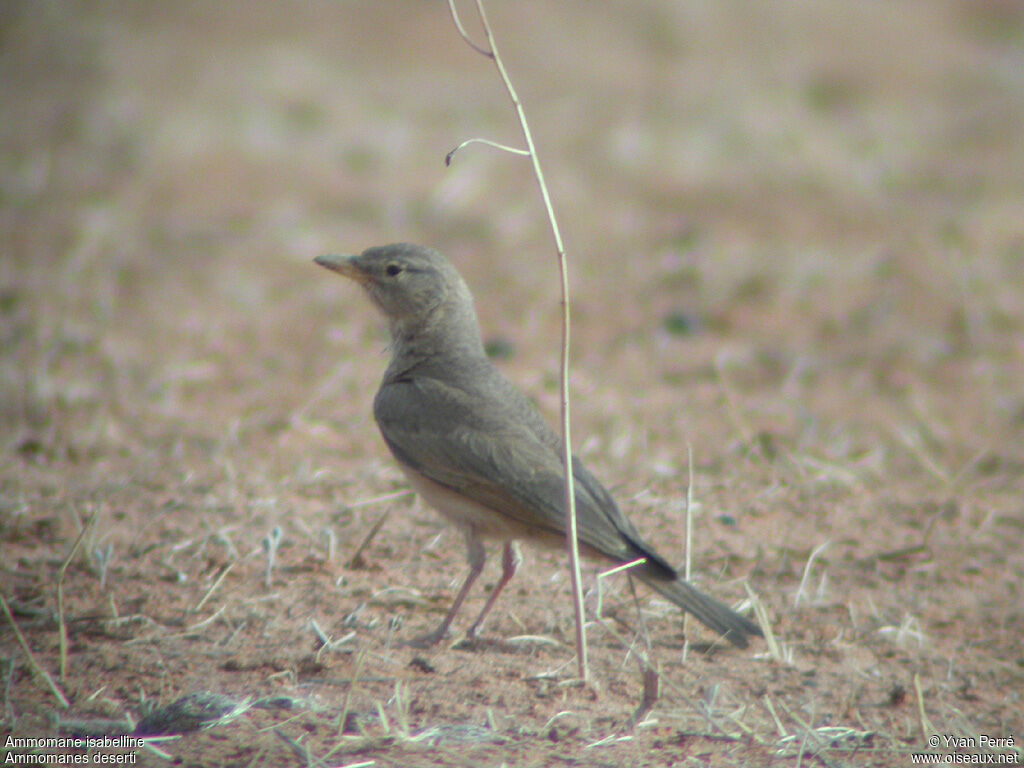 Desert Larkadult