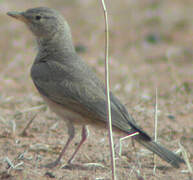 Desert Lark