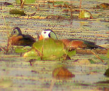 African Pygmy Goose