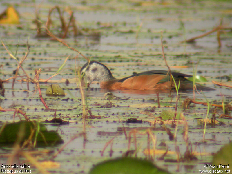 African Pygmy Goose female adult