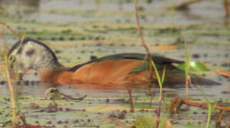 African Pygmy Goose