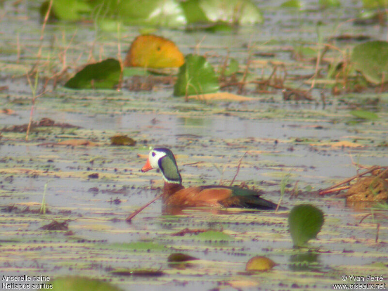 African Pygmy Goose male adult