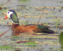 African Pygmy Goose