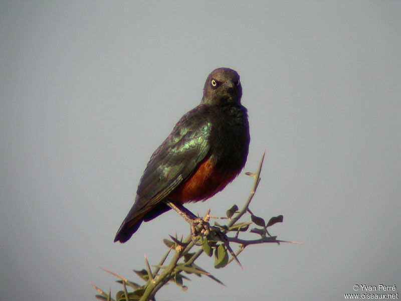 Chestnut-bellied Starling