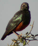 Chestnut-bellied Starling