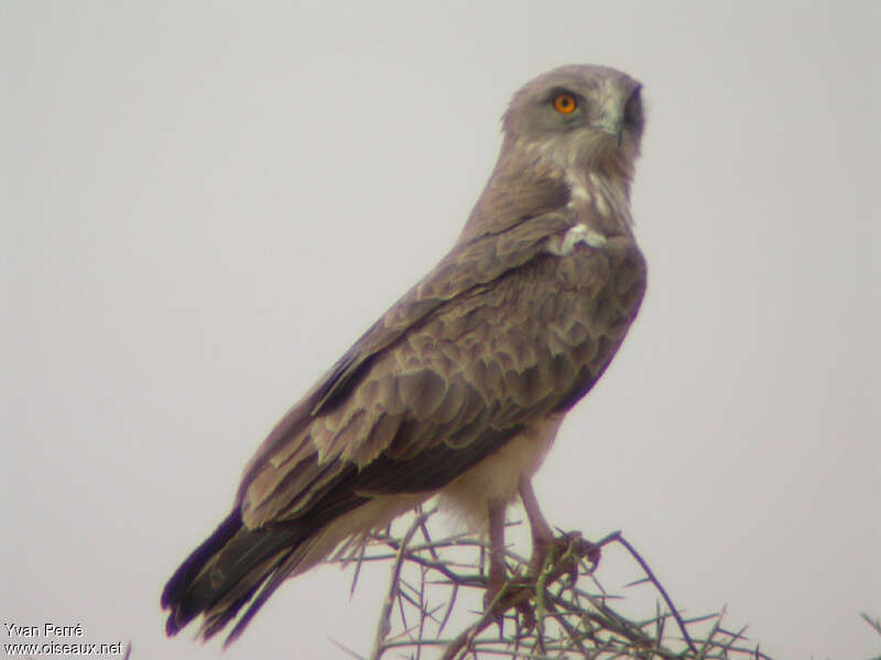 Beaudouin's Snake Eagle male adult, identification