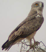 Beaudouin's Snake Eagle