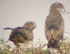 Beaudouin's Snake Eagle