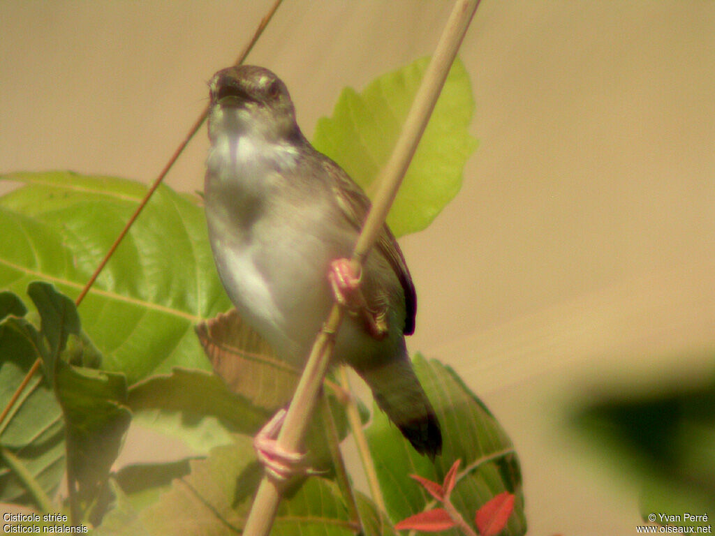 Croaking Cisticolaadult