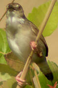 Croaking Cisticola