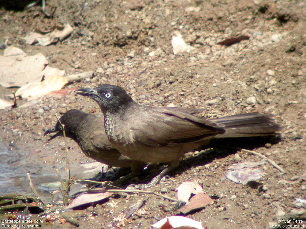 Blackcap Babbleradult