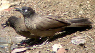 Blackcap Babbler