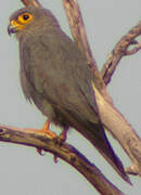 Grey Kestrel